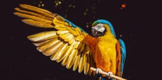 Hace 4 años detectó Ale Gutiérrez tráfico de animales en el Zoo León