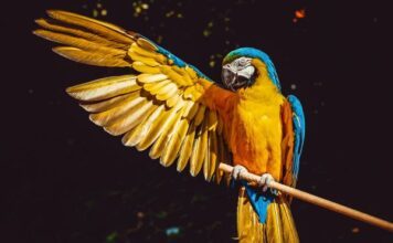 Hace 4 años detectó Ale Gutiérrez tráfico de animales en el Zoo León