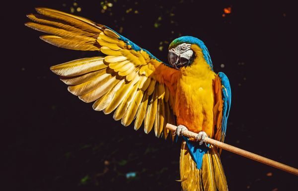 Hace 4 años detectó Ale Gutiérrez tráfico de animales en el Zoo León