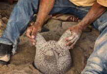 El alma de la cocina mexicana se labra en Comonfort: El arte ancestral de los molcajetes de piedra volcánica
