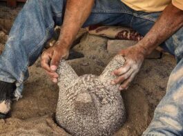 El alma de la cocina mexicana se labra en Comonfort: El arte ancestral de los molcajetes de piedra volcánica