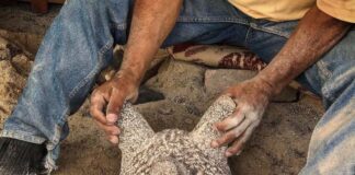El alma de la cocina mexicana se labra en Comonfort: El arte ancestral de los molcajetes de piedra volcánica