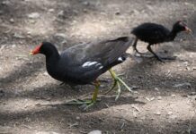 Parque Cárcamos León, el refugio urbano donde las aves encuentran un hogar para nacer