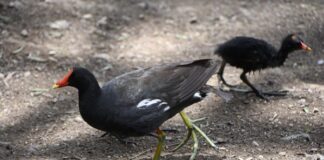 Parque Cárcamos León, el refugio urbano donde las aves encuentran un hogar para nacer