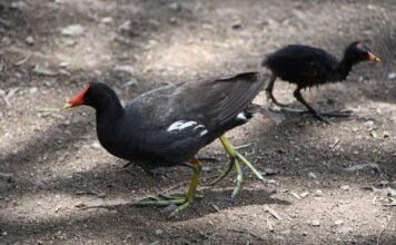 Parque Cárcamos León, el refugio urbano donde las aves encuentran un hogar para nacer