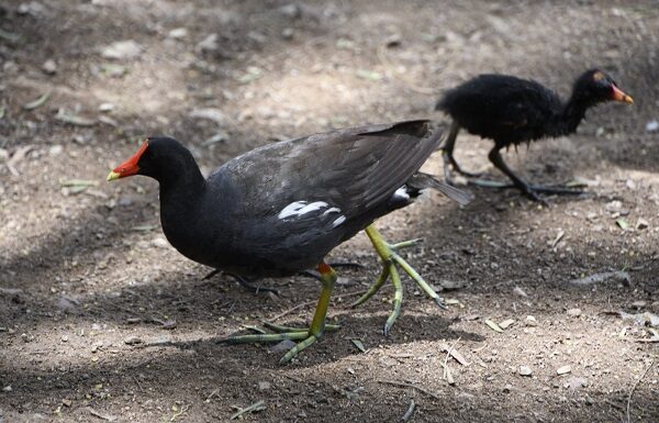 Parque Cárcamos León, el refugio urbano donde las aves encuentran un hogar para nacer