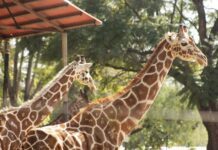 Muere jirafa en zona de exhibición del Zoológico de León
