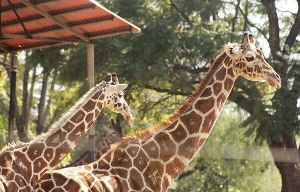 Muere jirafa en zona de exhibición del Zoológico de León