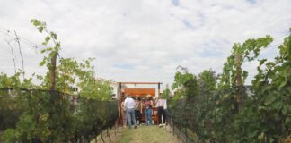 Guanajuato se consolida como el nuevo epicentro del enoturismo en México