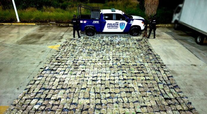 Oficial canino ubica más de 56 mil dósis de droga en un local de paquetería en León