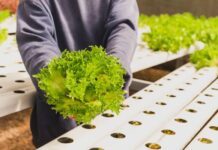 Descartan presencia de cyclospora cayetanensis en Tylor Farms de Guanajuato