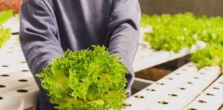 Descartan presencia de cyclospora cayetanensis en Tylor Farms de Guanajuato