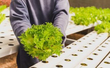 Descartan presencia de cyclospora cayetanensis en Tylor Farms de Guanajuato