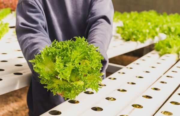 Descartan presencia de cyclospora cayetanensis en Tylor Farms de Guanajuato