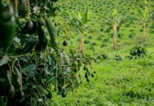 Inicia Estados Unidos con inspecciones en ranchos aguacateros en Michoacán