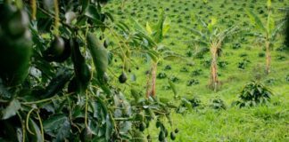 Inicia Estados Unidos con inspecciones en ranchos aguacateros en Michoacán