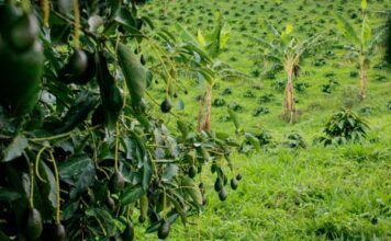 Inicia Estados Unidos con inspecciones en ranchos aguacateros en Michoacán