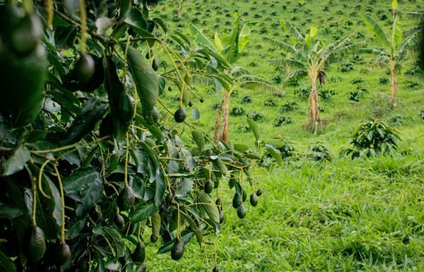 Inicia Estados Unidos con inspecciones en ranchos aguacateros en Michoacán