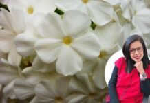 Samara: el trazo que nos dejó visibles