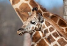 Registra ZooLeón 29 nacimientos de distintas especies