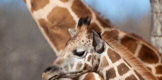 Registra ZooLeón 29 nacimientos de distintas especies