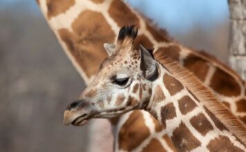 Registra ZooLeón 29 nacimientos de distintas especies