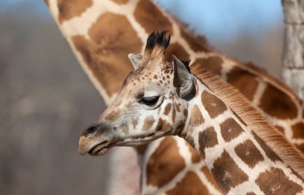 Registra ZooLeón 29 nacimientos de distintas especies
