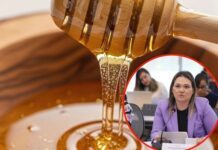PRI busca proteger a productores de miel contra producto “pirata”
