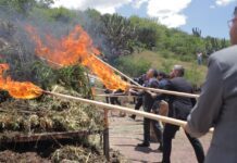 Destruyen más de 2 toneladas de mariguana de invernadero hallada en Romita