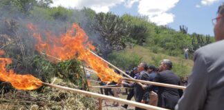 Destruyen más de 2 toneladas de mariguana de invernadero hallada en Romita