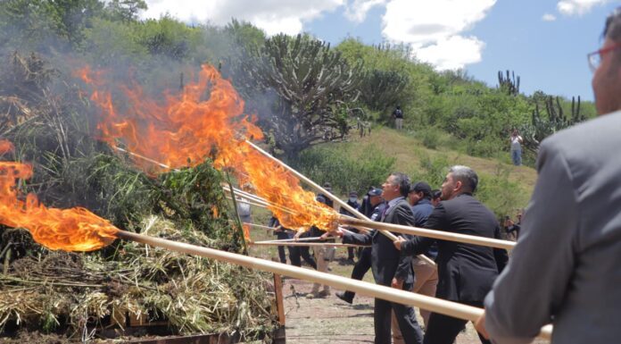 Destruyen más de 2 toneladas de mariguana de invernadero hallada en Romita
