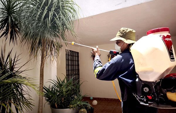 SSG mantiene acciones integrales contra mosquito transmisor de dengue
