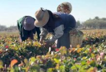 Guanajuato se habría consolidado como exportador de fresas frescas a EU