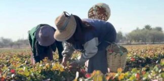 Guanajuato se habría consolidado como exportador de fresas frescas a EU