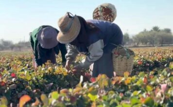 Guanajuato se habría consolidado como exportador de fresas frescas a EU