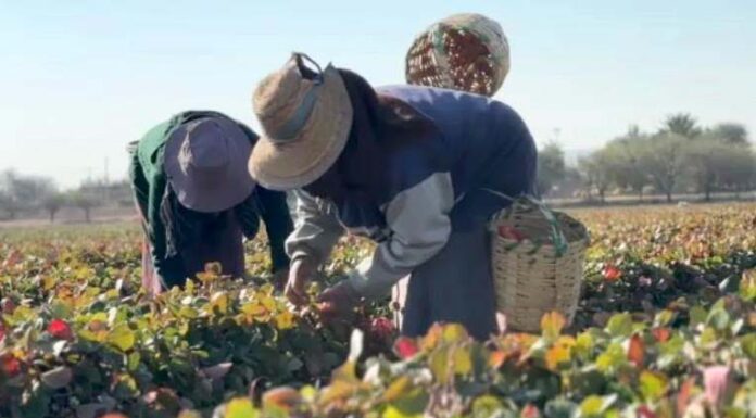 Guanajuato se habría consolidado como exportador de fresas frescas a EU