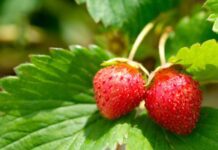 Productores de fresa en Irapuato ven riesgo por impuesto extra en Estados Unidos