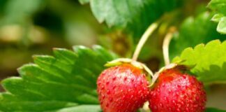 Productores de fresa en Irapuato ven riesgo por impuesto extra en Estados Unidos