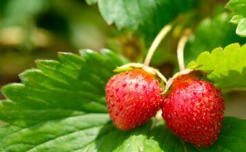 Productores de fresa en Irapuato ven riesgo por impuesto extra en Estados Unidos
