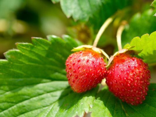 Productores de fresa en Irapuato ven riesgo por impuesto extra en Estados Unidos