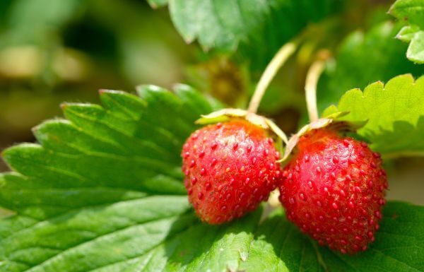 Productores de fresa en Irapuato ven riesgo por impuesto extra en Estados Unidos