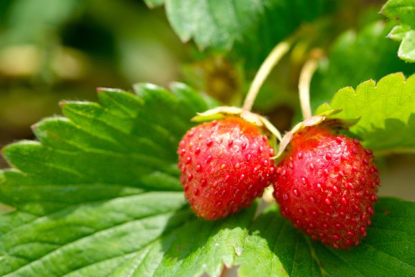 fresas cultivo