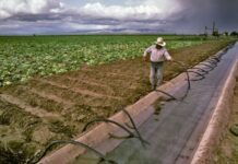 FDA realiza inspección en planta de Tylor Farms en Guanajuato