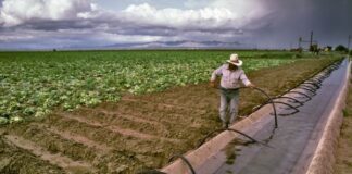 FDA realiza inspección en planta de Tylor Farms en Guanajuato