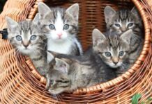 Demanda Gaticos a Fiscalía ir contra responsables de envenenamiento masivo de felinos