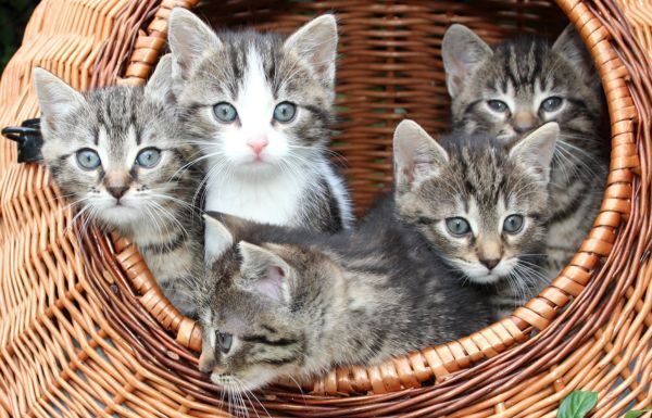 Demanda Gaticos a Fiscalía ir contra responsables de envenenamiento masivo de felinos