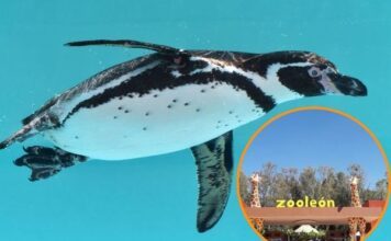 Mueren Kowalski y Mayra, habitantes del Zoológico de León