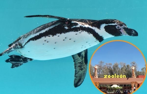 Mueren Kowalski y Mayra, habitantes del Zoológico de León
