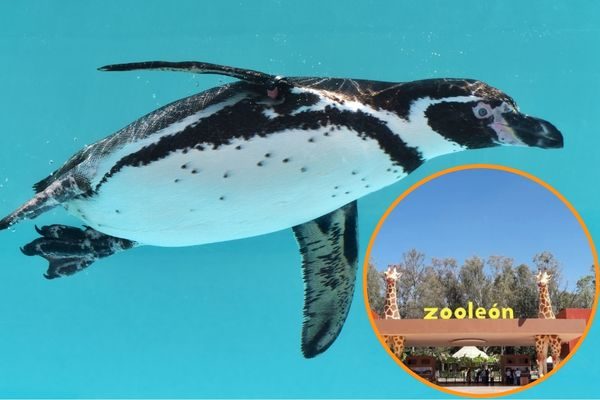 zooleon