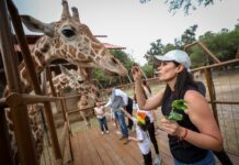 Defiende Ale Gutiérrez transparencia en el Zoológico de León